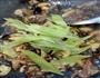 香菇木耳肉片的做法图解8