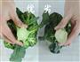 西兰花泥米糊 宝宝辅食微课堂的做法图解23