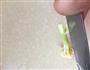 宝宝爱吃的花菜的做法图解1