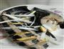 清蒸中华鲟的做法图解1