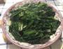 速成油麦菜的做法图解2