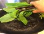 蔬菜饭的做法图解2