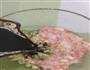 少油版肉末烧茄子的做法图解4