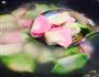 花样水饺的做法图解9