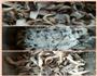 炸鲜蘑的做法图解4