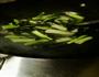 清炒菜苔的做法图解2