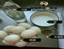 咸鸭蛋的做法图解1