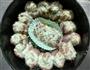 草莓果酱花环面包的做法图解8