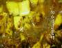 菠萝咖喱大虾的做法图解5