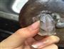 海鲜芝士焗饭的做法图解3