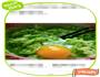 金银紫玉饼的做法图解4