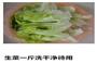 蚝油生菜的做法图解1