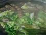 肉丸白菜锅的做法图解9