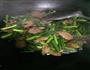 腊肉炒蒜苔的做法图解8