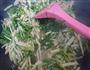 合家欢乐的糖醋银丝芥菜的做法图解23