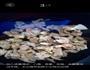 红烧羊肉的做法图解2