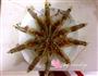 新年小菜一蒜蓉粉丝虾的做法图解4