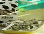花生黑芝麻牛轧糖的做法图解18