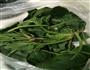 油泼菠菜面的做法图解1