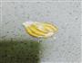 天鹅泡芙的做法图解11
