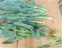 油菜苔的做法图解1