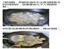 香酥鸡翅的做法图解5