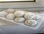 汤圆的做法图解7