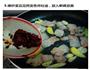 熊掌豆腐的做法图解5