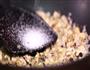 美食每刻紫薯芋泥的做法图解17