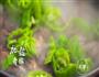 情人节专属菜单-草莓特辑+光棍鸡的做法图解5