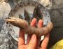 酥皮大虾的做法图解1