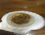 蒜蓉粉丝蒸扇贝的做法图解5