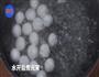 4种元宵的花式吃法，天天吃也吃不腻啦的做法图解2