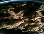 味道不错酥肉的做法图解5