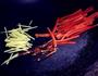 梅子醋蒸鸡翅的做法图解4