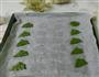 青岚抹茶饼干的做法图解3