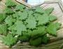 青岚抹茶饼干的做法图解6