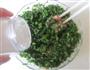 荠菜春卷的做法图解5