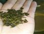 拨丝地瓜+水果冰糖葫芦+焦糖奶茶的做法图解15