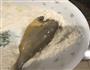 豆豉黄花鱼焖豆腐的做法图解3