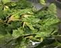 西红柿鸡蛋菠菜面的做法图解1