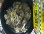 蒜蓉粉丝生蚝的做法图解1