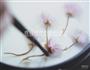 樱花芝士蛋糕的做法图解18