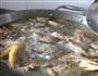 手抓鸡肉饭的做法图解3