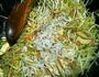 豆芽菜春卷的做法图解6