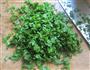 荠菜猪肉馄饨的做法图解3