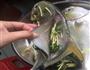 不用碟子蒸鱼不腥味道很鲜味的做法图解3