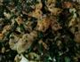 荠菜炒鸡蛋的做法图解4