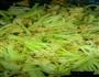 菜花炒肉的做法图解10