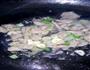 菜花炒肉的做法图解8